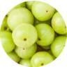 Amla Extract