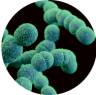 Viome - Lactococcus lactis subsp. lactis